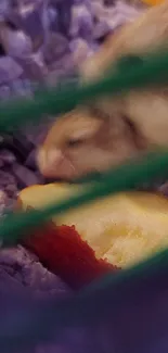 A cute hamster nibbling on an apple slice.