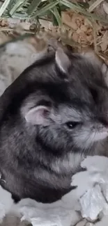 Cute gray hamster snuggled in bedding.