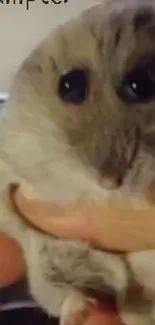 Cute hamster being held in a hand with soft fur and round eyes.