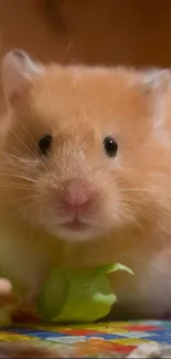 Golden brown hamster eating broccoli on a colorful background.