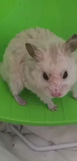 Adorable white hamster on a vivid green wheel.