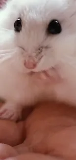 Cute white hamster sitting in a hand.