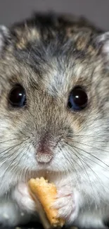 Adorable hamster holding a snack on a dark background, perfect for wallpaper.