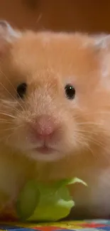 Cute hamster enjoying some fresh broccoli.