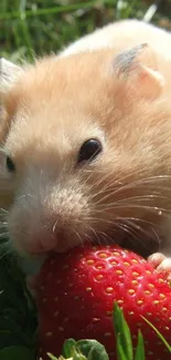 Hamster nibbling strawberry in grassy field.