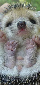 Adorable hedgehog held gently in hands, perfect for a cute wallpaper theme.