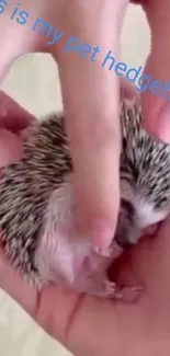 Close-up of a cute hedgehog held gently in hands.