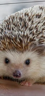 Cute hedgehog with spiky fur mobile wallpaper.