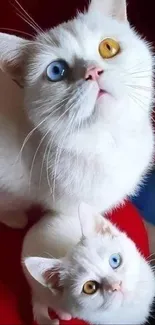 Adorable white cats with heterochromatic eyes on a vibrant red background.