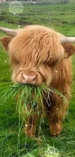 Highland cow eating grass in a green field.