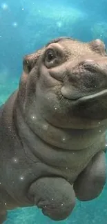 Cute hippopotamus swimming under clear blue water.