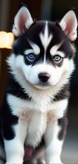 Adorable husky puppy with striking blue eyes sitting on a porch.