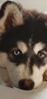 Adorable husky puppy with multi-colored eyes and fluffy fur.