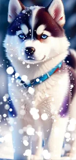 Fluffy husky puppy with snow on its fur.