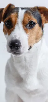 Adorable Jack Russell dog on white background, mobile wallpaper.