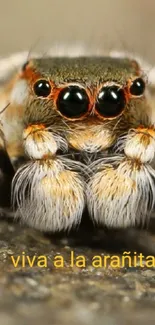 Closeup of a cute jumping spider on a rock surface.