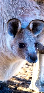 Close-up of a kangaroo in natural setting, perfect for mobile wallpaper.