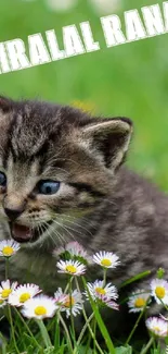 Adorable kitten in a field of daisies, perfect for nature lovers.