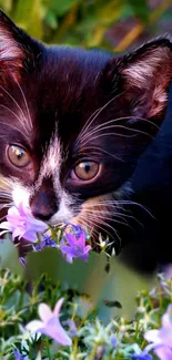 Black and white kitten surrounded by vibrant purple flowers in a garden setting.