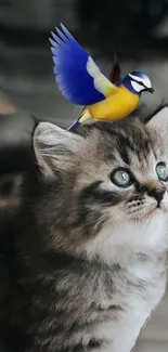 Adorable kitten with a colorful bird perched on its head.