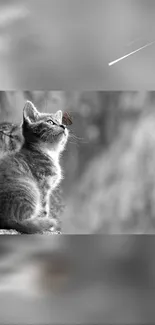 Monochrome wallpaper of kitten gazing at a butterfly on its nose.