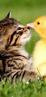 Cute kitten and duckling in outdoor setting