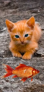 Cute orange kitten watching an orange fish on rocky ground wallpaper.