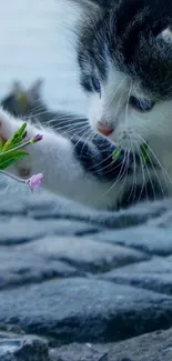 Kitten playfully touching a small flower with cobblestone path.