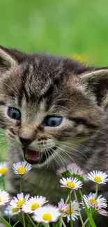 Cute kitten with daisies in green field.