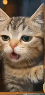 Adorable kitten at a window with open mouth expression.