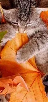 Adorable kitten playing with orange autumn leaves.