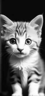 Adorable black and white kitten with expressive eyes and soft fur.