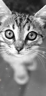 Black and white photo of a cute kitten with big eyes.