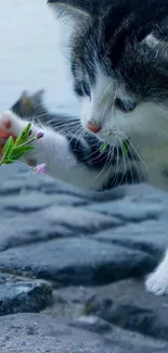 Kitten playing near stones by a calm lake, creating a peaceful scene.