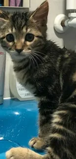 Adorable kitten sitting by a blue sink.