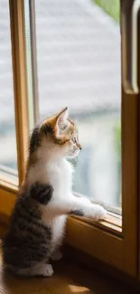 Cute kitten looking out a sunny wooden window.
