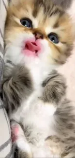 Cute fluffy kitten with blue eyes and pink nose close-up.