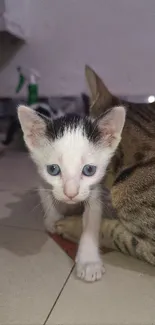 Close-up of a cute kitten with blue eyes and a gray background.