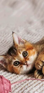 Adorable kitten laying with yarn on a cozy surface wallpaper.