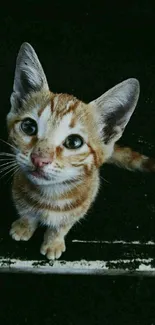 Charming kitten with bright eyes on a dark textured background.