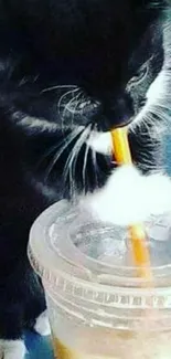 Cute black kitten drinking through a straw.