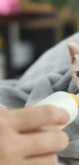 Cute kitten drinking milk from a bottle on a gray blanket.