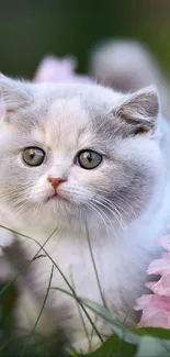 Cute fluffy kitten among pink cherry blossoms.