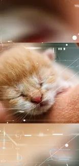 Cute newborn kitten with a futuristic digital background.