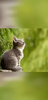 A cute gray kitten sits on a ledge with a blurry green background.