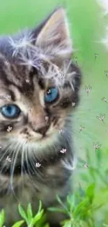 Playful kitten with blue eyes on lush green grass, perfect for wallpaper.