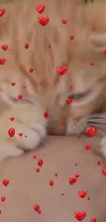 Cute orange kitten playing with red hearts wallpaper.