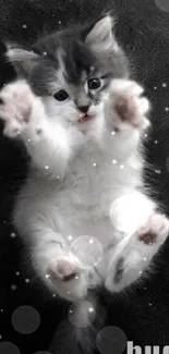 Adorable kitten with paws reaching out for a hug on a gray background.