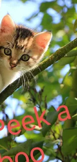 Cute kitten peeking from a tree surrounded by green leaves.