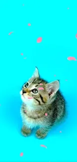 Cute kitten with pink petals on bright cyan background.